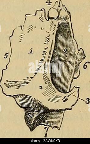 Das Vade Mecum des Anatomen: Ein System der menschlichen Anatomie . ne. Muskelanhaftungen.-An einen Muskel, den Tensor tarsi, und an eine Dehnung des Tendo-Okuli, die sich aus der Orbitaloberfläche ergibt, die andere am Lachrymalkamm befestigt ist. Malar Bones {mala, die Wange).-The malar (Abb. 28) ist der starke viereckige Knochen, der die Wangenprominenz bildet. Er ist in eine äußere und innere Oberfläche und vier Prozesse, die frontale, orbitale, maxillare und zygomatische, teilbar. Die äußere Oberfläche * Der achrymale Knochen der rechten Seite, von seiner äußeren oder orbitaloberfläche aus betrachtet. 1. Stockfoto