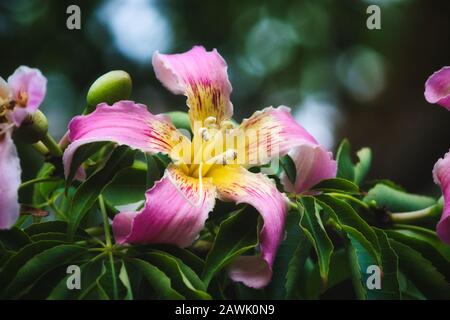 Nahaufnahme einer schönen, rosafarbenen und gelben Blume aus dem Seidenflossbaum Stockfoto