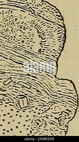 Die Vierteljahreszeitschrift der Geological Society of London. ^^^. Stockfoto