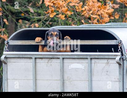 Hunden machen sich bereit, einen Läufer in East Yorkshire zu jagen. Stockfoto