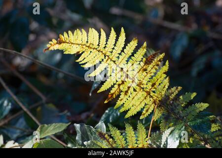 Adler-Farn im Herbst Stockfoto