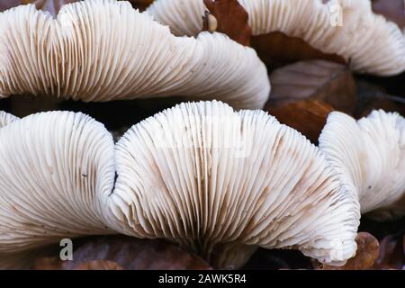 Dünne, ummauerte Labyrinthpolypore - Bürstenhalterung Stockfoto