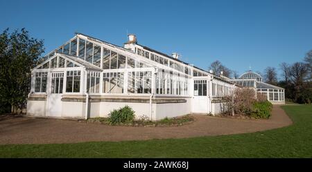 Das in der Klasse 1 aufgeführte Gewächshaus mit historischen camelia-pflanzen befindet sich im Chiswick House and Gardens im Westen Londons in Großbritannien Stockfoto