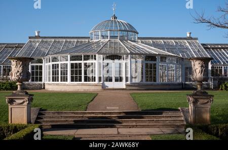 Das in der Klasse 1 aufgeführte Gewächshaus mit historischen camelia-pflanzen befindet sich im Chiswick House and Gardens im Westen Londons in Großbritannien Stockfoto