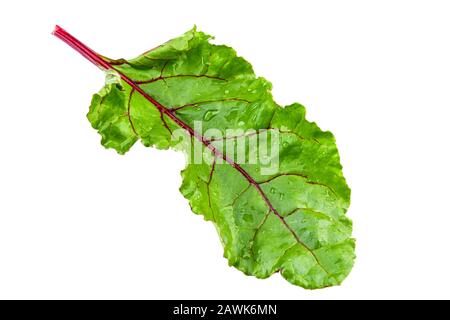 Rübenblätter isoliert auf weiß. Volle Schärfentiefe. Feld mit Beschneidungspfad. Stockfoto