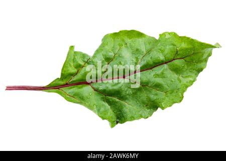 Rübenblätter isoliert auf weiß. Volle Schärfentiefe. Feld mit Beschneidungspfad. Stockfoto