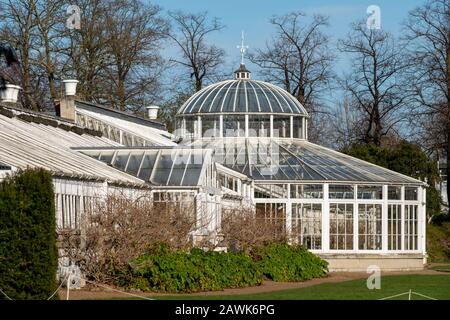 Das in der Klasse 1 aufgeführte Gewächshaus mit historischen camelia-pflanzen befindet sich im Chiswick House and Gardens im Westen Londons in Großbritannien Stockfoto