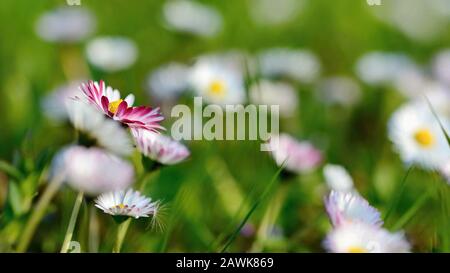 Schöner Frühlingshintergrund mit blühender Weide voller Blumen. Stockfoto
