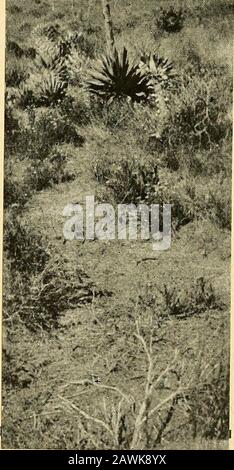 Camp und Camino in Niederkalifornien; eine Aufzeichnung der Abenteuer des Autors bei der Erkundung der Halbinsel Kalifornien, Mexiko. Stockfoto