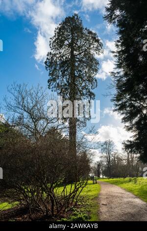 Wellingtonia Tree, auch Giant Redwood, Giant Sequoia, Sequoia wellingtonia (Sequoiadendron giganteum), Großbritannien genannt Stockfoto