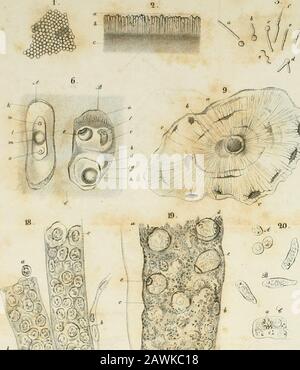 Allgemeine Anatomie: Lehre von den Mischungs- und Formenteilen des bedrohlichen Körpers. ?:rSii:^". %.^-. FA^t,t  CXL.. € ??^::- ^^,?Ti3.S£.3ä^^ V/i. ^Hifi ä.^^ 1^ Stockfoto