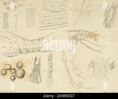 Allgemeine Anatomie: Lehre von den Mischungs- und Formenteilen des bedrohlichen Körpers. ];t^ ^MT^y:^^^ &lt;.,A,^ .f.jc^. YJ.4/^.? F; IAA Stockfoto