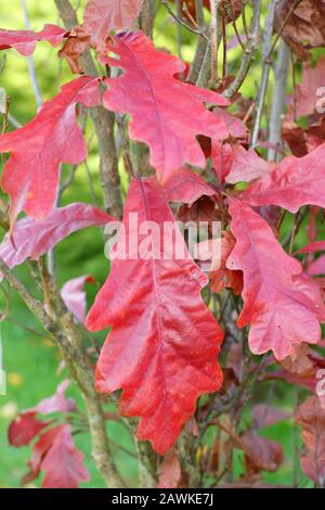 Quercus x warei "Chimney Fire"-Eichenblätter mit lebendigen Herbstfarben. GROSSBRITANNIEN Stockfoto