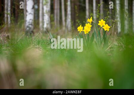 Gelbe Narben im Frühling. Selektiver Fokus und geringe Schärfentiefe. Stockfoto