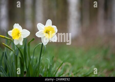 Weiße Large-Cuped daffodil Eisfolles im Frühling. Selektiver Fokus und geringe Schärfentiefe. Stockfoto