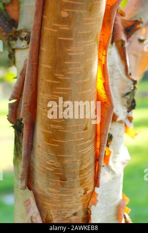 Betula utilis 'Mt Luoji'. Lichtdurchlässige Blätter der schälenden Himalaya-Birkenrinde leuchten kopffrig und Gold in der späten Herbstsonne. GROSSBRITANNIEN Stockfoto