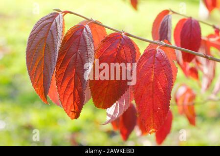 Viburnum plicatum f. tomentosum Kilimandscharo japanische Schneeball-Buschdetails im Herbst. GROSSBRITANNIEN Stockfoto