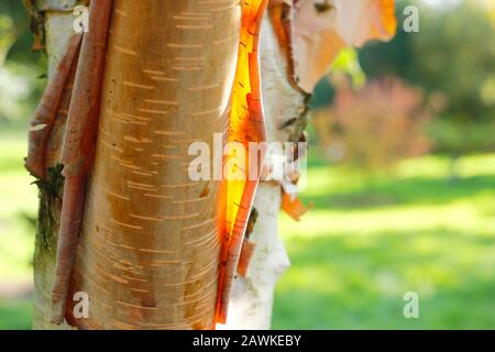 Betula utilis 'Mt Luoji'. Lichtdurchlässige Blätter der schälenden Himalaya-Birkenrinde leuchten kopffrig und Gold in der späten Herbstsonne. GROSSBRITANNIEN Stockfoto