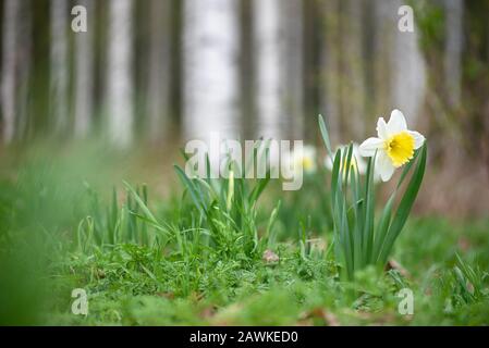 Weiße Large-Cuped daffodil Eisfolles im Frühling. Selektiver Fokus und geringe Schärfentiefe. Stockfoto