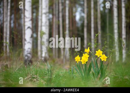 Gelbe Narben im Frühling. Selektiver Fokus und geringe Schärfentiefe. Stockfoto