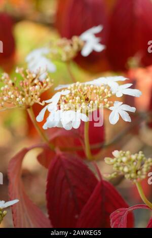 Viburnum plicatum f. tomentosum Kilimandscharo japanische Schneeball-Buschdetails im Herbst. GROSSBRITANNIEN Stockfoto