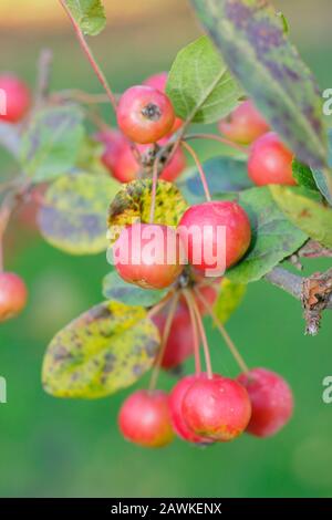 Malus × robusta "Red Sentinel" krabbt apfelbaumfrüchte im Herbst. GROSSBRITANNIEN. AGM Stockfoto