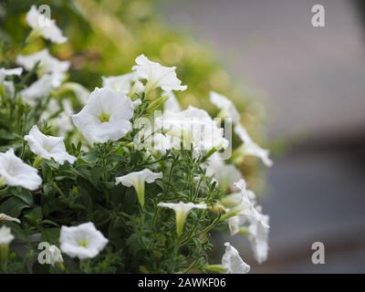 Petunia Easy Wave Farbe weiße Blume schön auf verschwommenem Naturhintergrund Stockfoto