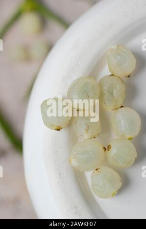 Viscum-Album. Mistbeeren auf Weiß. GROSSBRITANNIEN Stockfoto