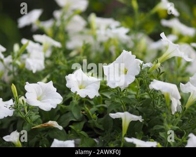 Petunia Easy Wave Farbe weiße Blume schön auf verschwommenem Naturhintergrund Stockfoto