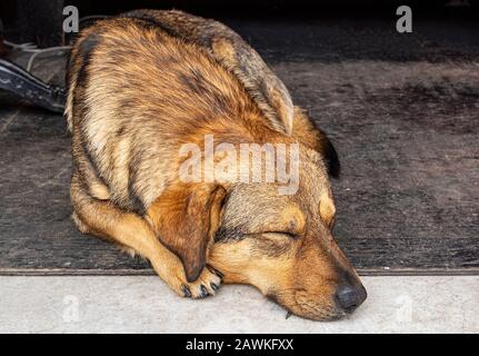 Verlassener Hund liegt auf dem Boden Stockfoto