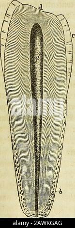 Allgemeine Anatomie: Lehre von den Mischungs- und Formenteilen des bedrohlichen Körpers. A^ fte burdf) bie 3ö^nb6)le nur unterbro^. Stockfoto