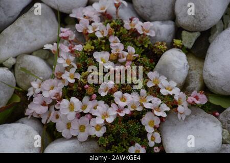 Dekorative Sukkulenten mit winzigen rosafarbenen Blumen, pink, nah an Pastellblüten saftige Pflanzen von vielen winzigen Sukkulenten im Steingarten Stockfoto