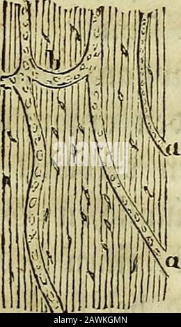 Allgemeine Anatomie: Lehre von den Mischungs- und Formenteilen des bedrohlichen Körpers. "Et^obc erfabren wir, t)(i^jundcbfl ber dugern Dberpdcbc ber 9f?6brenfnodj)en mebrerc unter^brocben ringsum laufenbe Lamellen liegen unb ^a^ bic ttn Ttaxhcandld^en jugeborßamellen en for a platt Änod^" ("a") en placed at a bunt-bunt-bunt") ^ In ben Furjen unb fpongiofen Änocbcn 1 SOJan gewinnt o^ne SO?uf)e hk feinjten ^uri^fd^nite mitteljl @^aber^artgetrocfneter ©tücke. 2 Miescher, o. a. D. Registerkarte. I. Abb. VII. A.. Änod)enfnötpel. Stockfoto