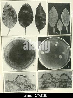 Journal of Agricultural Research . Journal of Agricultural Research Vol. VI, Nr. 2 Citrus Canker Plate XI Journal of Agricultural Research Vol. VI, Nr. 2 PLATE XI Abb. I.-Kocher auf alten Grapefruitblättern, die sich während der zweiten Vegetationsperiode vergrößert haben. Abb. 2.-Citrus-Canker, der durch das Eintauchen von Blättern in eine bakterielle Suspension entsteht.Es Entstehen So Läsionen, die einen großen Teil der unteren Blattoberfläche betreffen. Abb. 3.-Kultur der Phoma-Socia, die die pycnidiale Bildung in konzentrischen Ringen zeigt. Abb. 4.-Verdünnung gegossene Platte von Pseudomonas citri auf Grünbohnenagar. Die Spotson, die Kolonien sind die Re Stockfoto