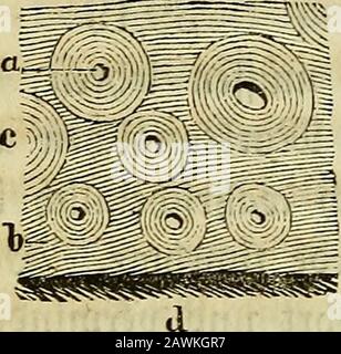 Allgemeine Anatomie: Lehre von den Mischungs- und Formenteilen des bedrohlichen Körpers. )§ueben, OI)m fogleicb ju 5erbredS)en. ^ei Äinbern unbin Äran!t)eiten, wo tk ^alferbe ftd^ minbert, wirb bie Siegfamfeitber Änocben t?ermel)rt unb fte frümmen ftdb unter ber Saji be^ÄorperS ober burcb bie Sßirfung ber 5D?u^feln; bei ©reifen unb inÄran, UNBERG)Äalferbe en.^bieÄnod ^a§ fpecifc^e® ewid[)t ber cn erjien sebenöperioben fnorpelig ijl unbauch fo einfache Sßeife in ^tn fnor^eligen Sujtanb jurMgefü^jrt werbe Stockfoto