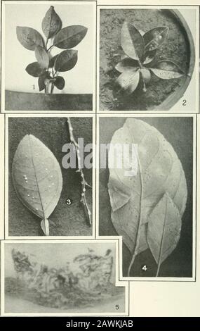 Journal of Agricultural Research . Journal of Agricultural Research Vol. VI, Nr. 2 Citrus Canker Plate IX Journal OT Agricultural Research Vol. VI, Nr. 2 PLATTE IX Abb. I.-Ansicht der unteren Seite der Blätter von Sämling Grapefruit künstlich mit Pseudomonas citri inokulatedieren. Abb. 2.-Draufsicht der in Feigiu-e i dargestellten Pflanze. Abb. 3.-Schwammige weiße Kanker auf Blatt und Perücke von Sämling Grapefruit produzierten Beimpfung. Die Pflanzen wurden kontinuierlich unter einem Glockenbecher in Humidatmosphäre aufbewahrt. Abb. 4.-Citrus-Canker auf Satsuma-Blättern, die durch künstliche Inokulation mit Pseudomonas citri entstehen. Abb. 5 Stockfoto