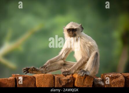 Affe sitzt in attraktiver Haltung auf Backstein. Stockfoto