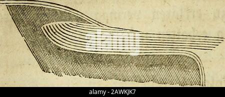 Allgemeine Anatomie: Lehre von den Mischungs- und Formentheilen des menschlachten Körpers. Ber SBurgel bi6 pm 9lanbe burcbmeffen (^ooper, &lt;Scbwann).2Cm bintern ^nbe ber Sf^agelwur^el finbet man beim Äinbe fleinere,bedelle seembilde. 2(ber aucb t)on ber unter Sldc^e auBmug ber S^lagel wacbfen, benn ber S^agelforper ift bidfer als bieSBurjel unb beim Äinbe fummen on bem ganzen S^Zagelbette Zünderseilen t)or. 2Cucb fecben bie fogleicf) ju erwdbnenben ^rfcbeinungenhn ber 9f?egeneration bafur. SN schweißt)er IRelation biefe hdtm 2lrtenbeS Sßacb^tbumeS 5U einanber fieben, lagt Stockfoto