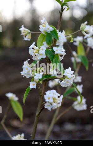 Daphne bholua Garten Haus Geist, weiße Blumen, Winter blühender Strauch, Duft, duftend, Parfüm, parfümiert, Geruch, Blüte, Sträucher, Winter, RM Floral Stockfoto