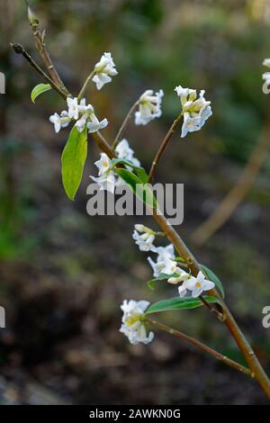 Daphne bholua Garten Haus Geist, weiße Blumen, Winter blühender Strauch, Duft, duftend, Parfüm, parfümiert, Geruch, Blüte, Sträucher, Winter, RM Floral Stockfoto