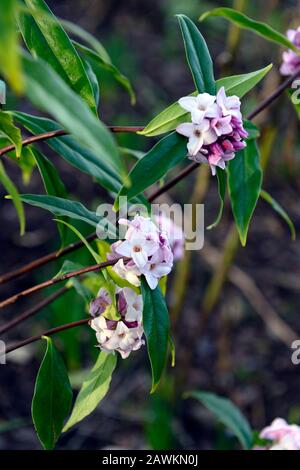 Daphne bholua jacqueline postill, weiße Blumen, winterblühender Strauch, Duft, Duft, Duft, Parfüm, parfümiert, Geruch, Blüte, Sträucher, Winter, RM Floral Stockfoto