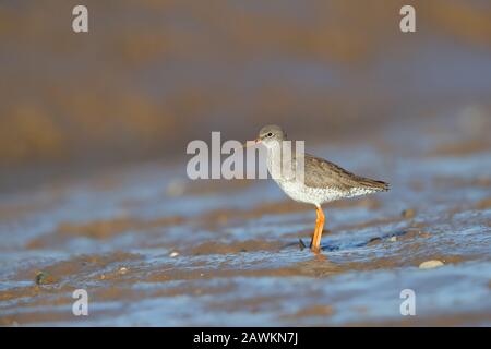 Gewöhnlicher Redshank (Tringa totanus) im Winter/nicht-züchtenden Gefieders an der Norfolkküste, Großbritannien, mit einer schlammigen Rechnung aus der Fütterung Stockfoto