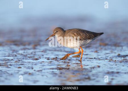 Gewöhnlicher Redshank (Tringa totanus) im Winter/nicht-züchtenden Gefieders an der Norfolkküste, Großbritannien, mit einer schlammigen Rechnung aus der Fütterung Stockfoto