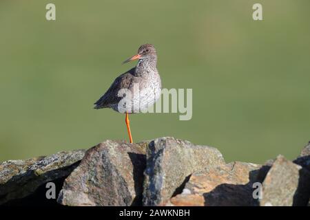 Adultes Brutgefiederchen gemeiner Redshank (Tringa totanus) thront an einer Wand auf Brutplätzen in Nordengland Stockfoto