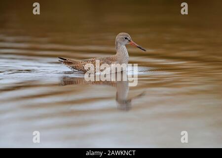 Juvenile Common Redshank (Tringa totanus) Schwimmen über einen Pool auf der Insel St Mary's, Isles of Scilly, Großbritannien Stockfoto