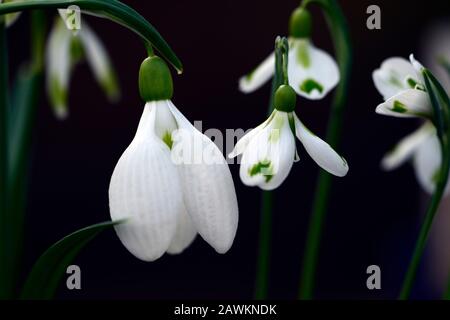 Galanthus Gerard Parker, Galanthus Veronica Cross, große und kleine Blumen, Schneefropfen, Schneefälle, Frühling, Blume, Blumen, Blüte, Weiß, grüne Markierung, Markin Stockfoto