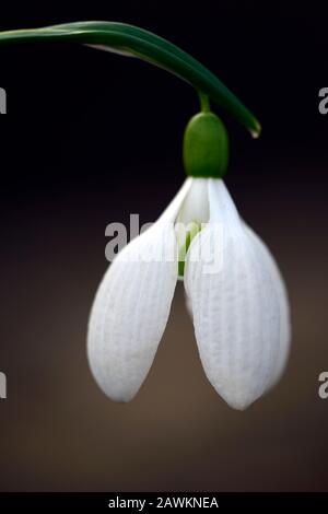 Galanthus Gerard Parker, Schneefälle, Schneefälle, Frühling, Blume, Blumen, Blüte, weiß, grüne Markierung, Markierungen, Markierung, Marke, RM-Blumenmuster Stockfoto