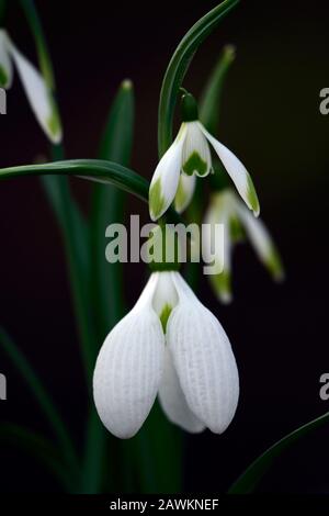 Galanthus Gerard Parker, Galanthus Jade, große und kleine Blumen, Schneefropfen, Schneefälle, Frühling, Blume, Blumen, Blüte, weiß, grüne Markierung, Markierungen, markiert, Stockfoto