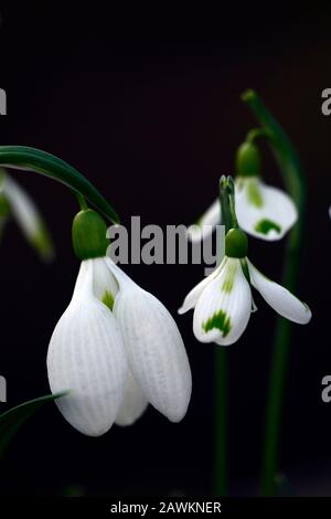 Galanthus Gerard Parker, Galanthus Veronica Cross, große und kleine Blumen, Schneefropfen, Schneefälle, Frühling, Blume, Blumen, Blüte, Weiß, grüne Markierung, Markin Stockfoto