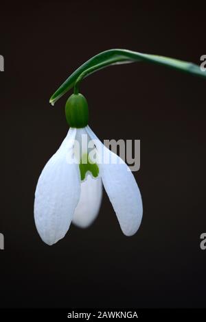 Galanthus Gerard Parker, Schneefälle, Schneefälle, Frühling, Blume, Blumen, Blüte, weiß, grüne Markierung, Markierungen, Markierung, Marke, RM-Blumenmuster Stockfoto